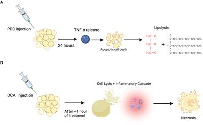 The Role of Fat Reducing Agents on Adipocyte Death and Adipose Tissue Inflammation